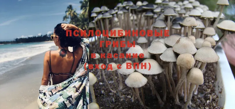 Псилоцибиновые грибы Psilocybe Донецк